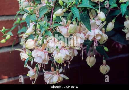 Vista ravvicinata di Harry Grey fuchsia fiori. Una doppia bianca rose montante e trailing fucsia decidui. Ideale per appendere i cestini e contenitori Foto Stock