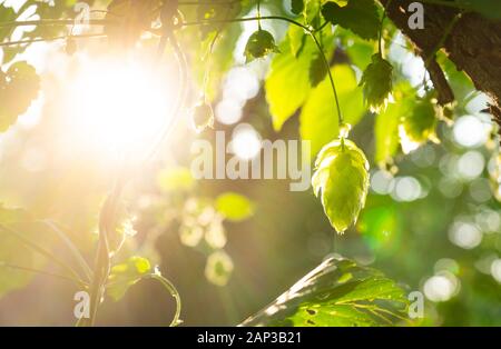 Fresco verde di coni di luppolo per la fabbricazione della birra e di pane in primo piano della retroilluminazione Foto Stock