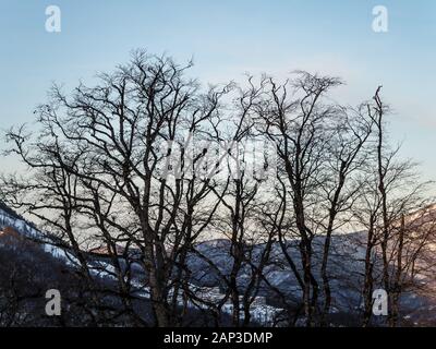 Silhouette di alberi contro il cielo e le montagne nel pomeriggio sulla Rosa Khutor dall'hotel balcony Foto Stock