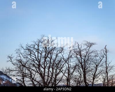 Silhouette di alberi contro il cielo e le montagne nel pomeriggio sulla Rosa Khutor dall'hotel balcony Foto Stock