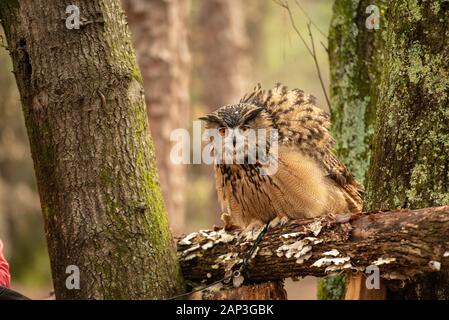 Immagini di uccelli prigionieri al Carolina Raptor Center (www.carolinaraptorcenter.org). 6 Aprile 2019 Foto Stock