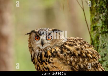 Immagini di uccelli prigionieri al Carolina Raptor Center (www.carolinaraptorcenter.org). 6 Aprile 2019 Foto Stock