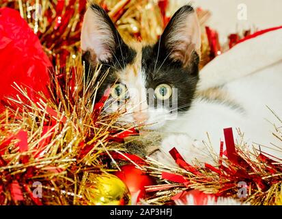 Zucca, una tre-mese-vecchio calico gattino, stabilisce in un cappello da Babbo Natale, Dic 26, 2014, in Coden, Alabama. Foto Stock