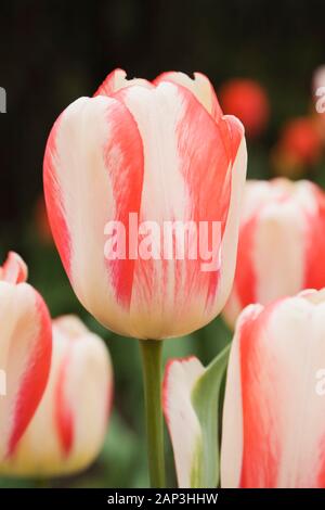 Primo piano di Tulipa a tazza singola bianca e rossa - Tulipa in primavera Foto Stock