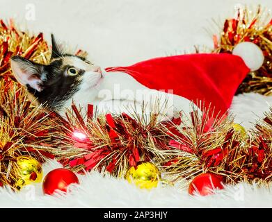 Zucca, una tre-mese-vecchio calico gattino, stabilisce in un cappello da Babbo Natale, Dic 26, 2014, in Coden, Alabama. Foto Stock