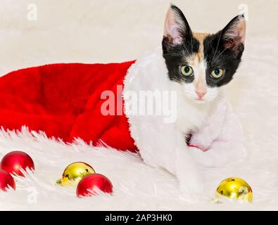 Zucca, una tre-mese-vecchio calico gattino picchi, fuori da una calza di Natale, Dic 26, 2014, in Coden, Alabama. Foto Stock