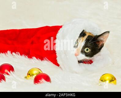 Zucca, una tre-mese-vecchio calico gattino picchi, fuori da una calza di Natale, Dic 26, 2014, in Coden, Alabama. Foto Stock