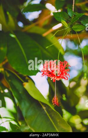 Red curly hibiscus noto anche come hibisco crespo colpo a bassa profondità di campo con il verde e il sole intorno ad esso Foto Stock