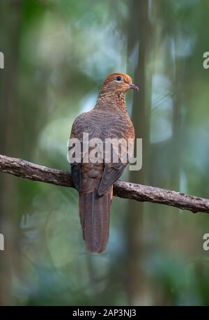 Il piccolo cuculo-colomba (Macropygia ruficeps) è una specie di uccello della famiglia columbidi. Si tratta di un marrone rossiccio pigeon, e si trova in Brunei, mento Foto Stock