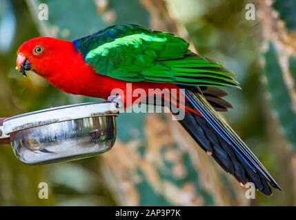Rosso Blu femmina pappagallo Eclectus Close Up nativa per le Isole Salomone, Nuova Guinea Foto Stock