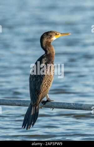 Cormorano indiano si appollaia su tubo di acqua al di sopra di allevamento ittico stagno Foto Stock