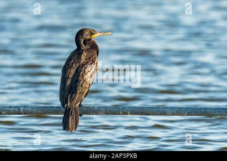 Cormorano indiano si appollaia su tubo di acqua al di sopra di allevamento ittico stagno Foto Stock