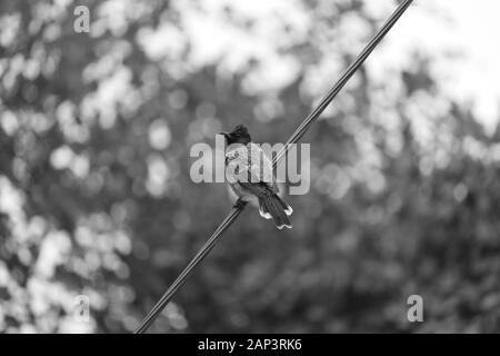 Rosso-sfiatato Bulbul bird su nero e sfondo bianco Foto Stock