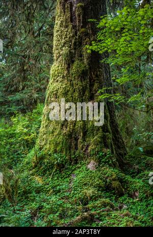 Un bel vecchio tronco di albero coperte di muschio e Oxalis, Hoh Rain Forest, il Parco Nazionale di Olympic, Washington, Stati Uniti d'America. Foto Stock
