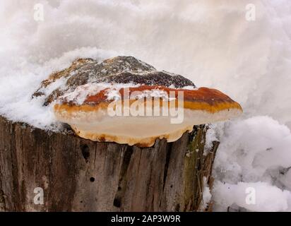 Nastro rosso Conk (Fomitopsis pinicola) fungo nella neve, che cresce su un foglio di carta di un moncone di betulla, lungo Callahan Creek, in Troy, Montana. Nastro rosso Conk è uno o Foto Stock