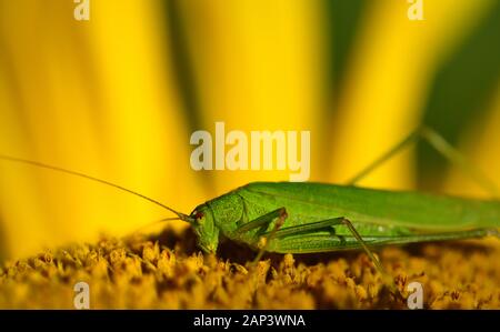 Primo piano di una cavalletta verde in estate seduto e a prendere il sole e poggiante su un giallo girasole, con spazio per il testo Foto Stock