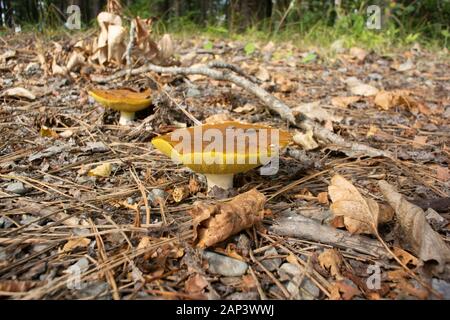 Suillus cfr pseudobrevipes. Boutonniere Bolete funghicoltura in una zona boscosa lungo Callahan Creek, in Troy, Montana. Regno: Funghi divisione: Foto Stock