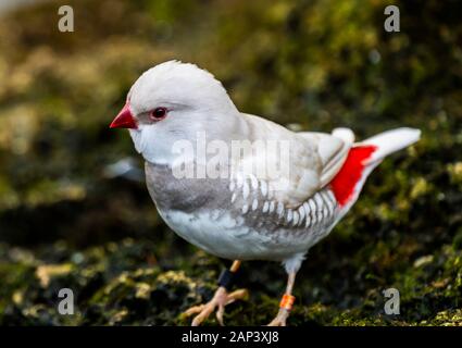 Bianco Rosso Argento Diamante Finch Firetail piumaggio vicino. Nativo di Australia, ora in tutto il mondo Foto Stock