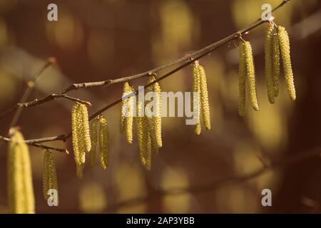 Blooming alder albero nella giornata di primavera di close-up. In stile retrò tonica. Foto Stock