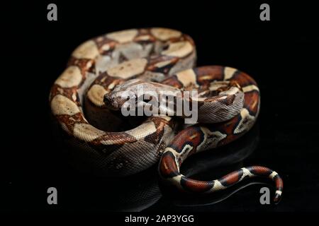 Comune, Boa Boa constrictor, isolato su sfondo nero Foto Stock