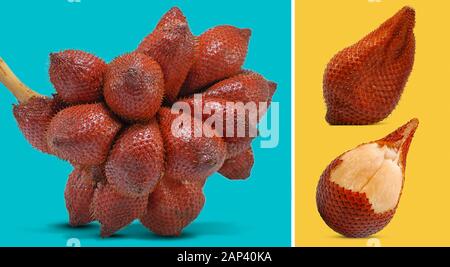 Frutta di serpente o frutta di salacca sfondo isolato Foto Stock