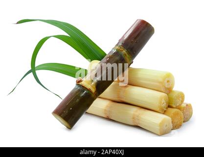 Canna da zucchero fresca isolata su sfondo bianco Foto Stock