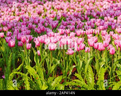 Fresco e la natura di un gruppo di colorati tulip in fiore nel giardino selezionare focus profondità di campo, tulip flower background Foto Stock