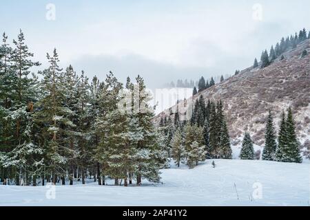 Mattina nella foresta di conifere d'inverno in montagna. L'orizzonte è nebbioso. Alberi di abete sul pendio. Giornata libera gelida Foto Stock