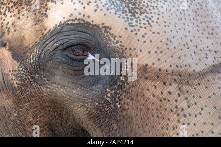 Close-up di un elefante asiatico, messa a fuoco selettiva sull'occhio Foto Stock
