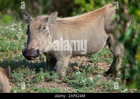 Wartbog comune (Phacochoerus africanus), i giovani adulti, Lake Naivasha area, Kenya. Foto Stock