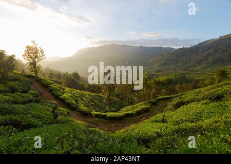 Vista panoramica sulla piantagione di tè vicino Munnar in Kerala, India del sud in giornata di sole Foto Stock