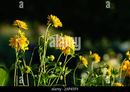 Scuro dello sfondo floreale. Fiori gialli rudbeckia laciniata palla dorata, il fuoco selettivo. Close up. Foto Stock