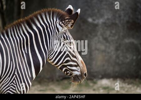 Zebra trait con sfondo roccioso Foto Stock