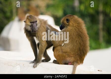 Due babbuini di Guinea su una roccia stanno rimuovendo pidocchi, africa, fauna, animale, scimmie Foto Stock