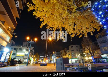 Osaka, Giappone - 16 Dicembre 2019 : scena notturna con belle foglie gialle di albero Ginkgo nel quartiere di Tempozan, Osaka, Giappone. Foto Stock