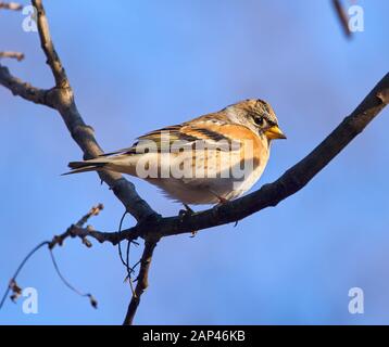 Uccello brambling (Fringilla montifingilla) arroccato su un ramoscello Foto Stock