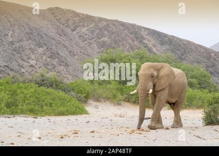 Elefante africano (Loxodonta africana) bull, deserto-atta a piedi di elefante in alveo a secco con le montagne alle spalle, Hoanib deserto, Kaokoland, Namibia Foto Stock