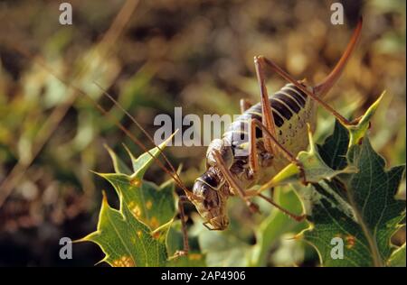 Cricket a sella (Ephippiger diurnus), Schleswig-Holstein, Germania Foto Stock