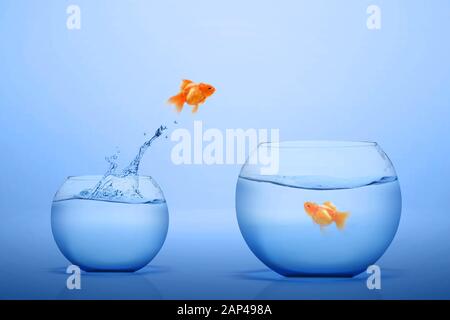 Goldfish salta fuori in un grande globo di vetro con sfondo blu Foto Stock