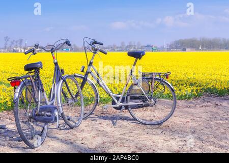 Due biciclette vicino al campo giallo daffodil fiorire nei Paesi Bassi, Lisse Foto Stock