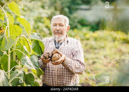 L'anziano contadino con la barba tiene in mano patate fresche. Concetto di verdure ecologiche Foto Stock