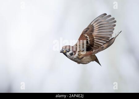 Feldspatz, societé Flug, fliegend, Flugbild, Feld-Spatz, Feldsperling, Feld-Sperling, Spatz, Spatzen, Sperling, Passer montanus, tree sparrow, Sparrow, volo Foto Stock