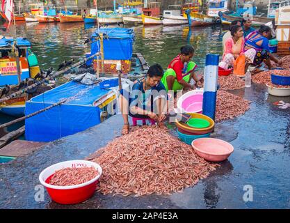 Persone indiane che lavorano a Sassoon Docks a Mumbai India Foto Stock