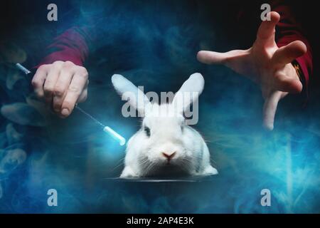 Mago uomo fa trucco con coniglio bianco e bacchetta magica, copia spazio sfondo nero Foto Stock