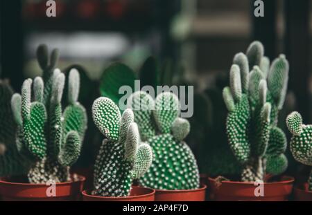 Mercato di fiori, mini cactus in pentole scaffali venduti Foto Stock