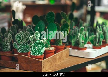 Mercato di fiori, mini cactus in pentole scaffali venduti Foto Stock
