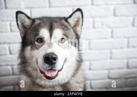 Felice cane Alaskan Malamute sorridente e guardando la macchina fotografica su sfondo bianco parete Foto Stock