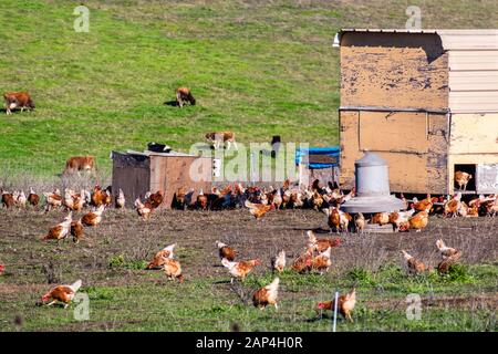 Pollo ruspante di roaming su un pascolo al di fuori del legno di un pollaio a nord di San Francisco Bay Area; l'agricoltura biologica, i diritti degli animali, torna a natu Foto Stock