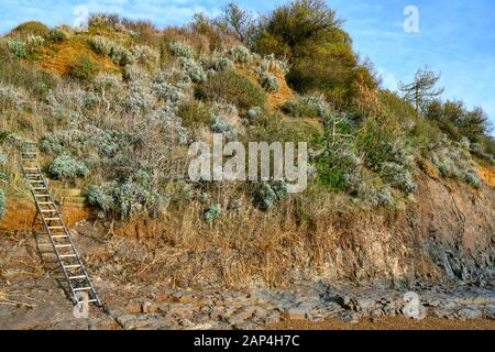 Effetti di erosione costiera sul suolo sabbioso scogliere, Bawdsey traghetto, Suffolk, Inghilterra. Foto Stock