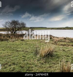 Il robusto brughiera intorno al lago Colliford su Bodmin Moor in Cornovaglia. Foto Stock